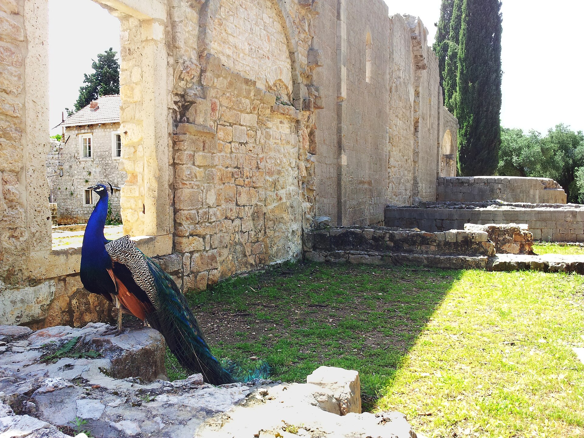 Påfågel på ön Lokrum utanför Dubrovnik